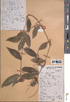 spécimen de Commelina capitata
