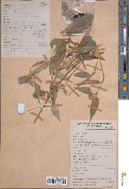 spécimen de Commelina capitata