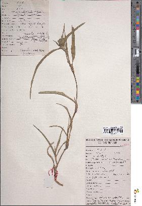 spécimen de Commelina erecta