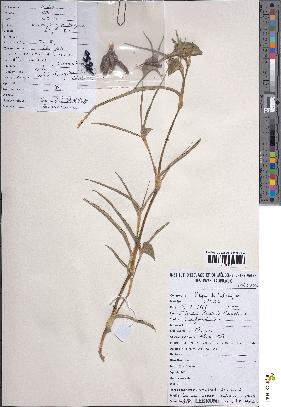 spécimen de Commelina erecta