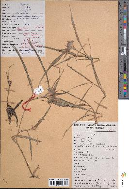 spécimen de Commelina erecta