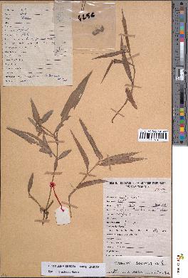 spécimen de Commelina erecta