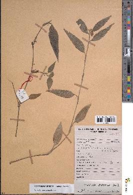 spécimen de Commelina erecta