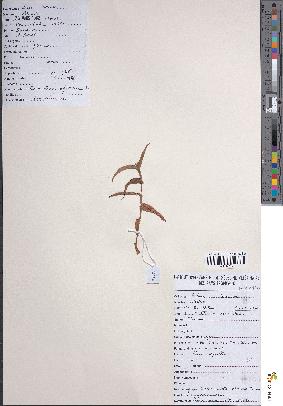 spécimen de Commelina africana