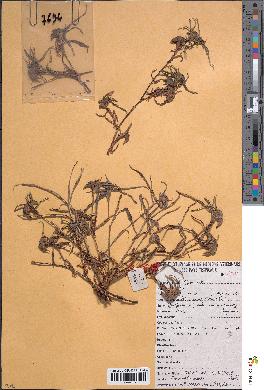 spécimen de Commelina albescens