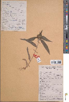 spécimen de Commelina aspera
