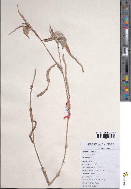 spécimen de Commelina benghalensis