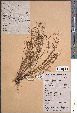 spécimen de Murdannia clarkeana