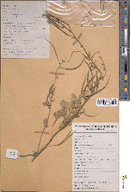 spécimen de Cleome viscosa