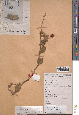 spécimen de Capparis sepiaria