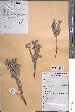 spécimen de Echium humile