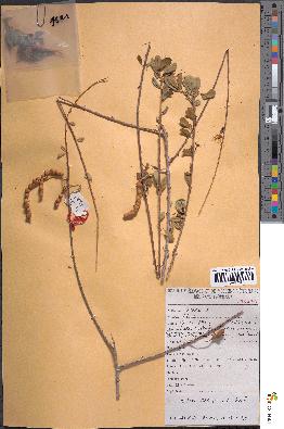 spécimen de Maerua crassifolia