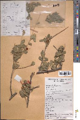 spécimen de Maerua crassifolia