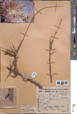 spécimen de Maerua crassifolia