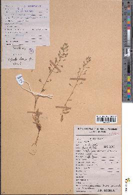spécimen de Capsella bursa-pastoris