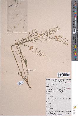 spécimen de Capsella bursa-pastoris