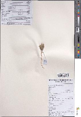 spécimen de Anastatica hierochuntica