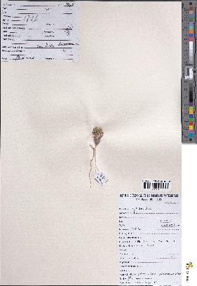spécimen de Anastatica hierochuntica
