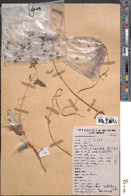 spécimen de Cynanchum hastifolium
