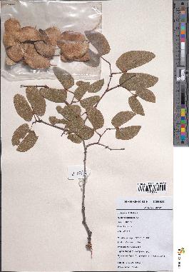 spécimen de Colophospermum mopane