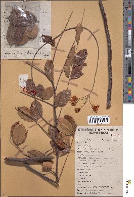 spécimen de Cassia sieberiana