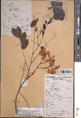spécimen de Cassia javanica