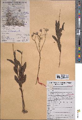spécimen de Senecio ruwenzoriensis