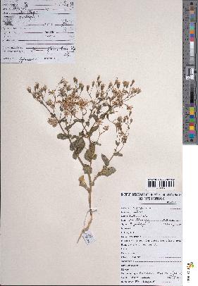 spécimen de Senecio hadiensis