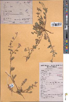 spécimen de Horwoodia dicksoniae