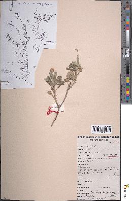 spécimen de Pulicaria argyrophylla