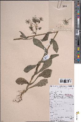 spécimen de Sonchus asper