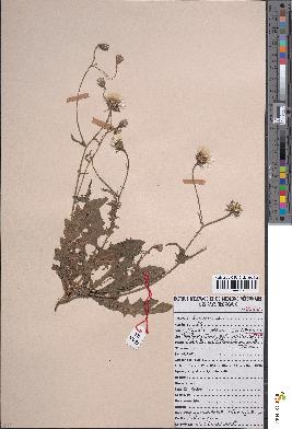 spécimen de Crepis foetida