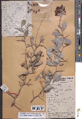 spécimen de Gymnosporia senegalensis