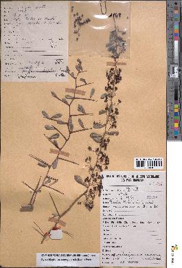 spécimen de Gymnosporia senegalensis
