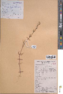 spécimen de Silene tridentata