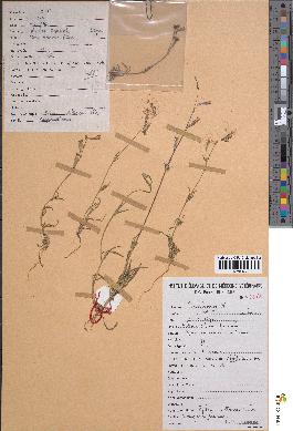 spécimen de Silene setacea