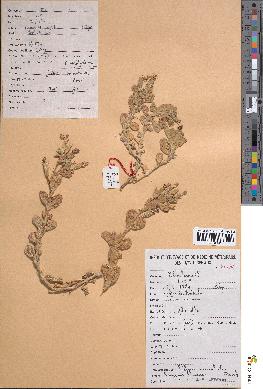 spécimen de Silene succulenta