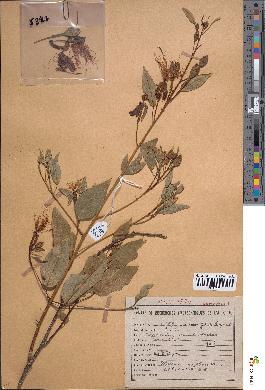 spécimen de Maerua angolensis