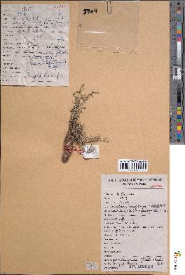 spécimen de Minuartia filifolia