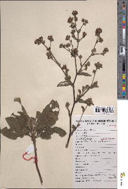 spécimen de E. ruderalis