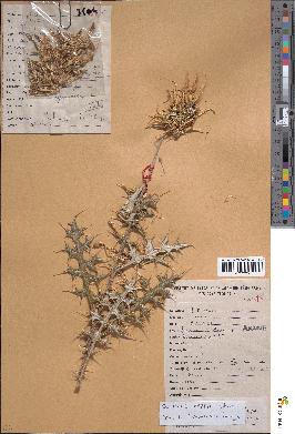 spécimen de Echinops pappii