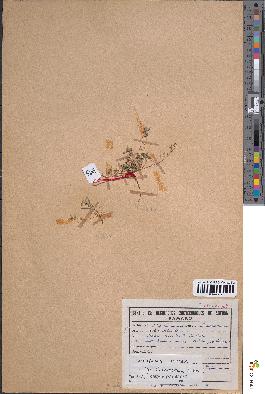 spécimen de Corrigiola litoralis