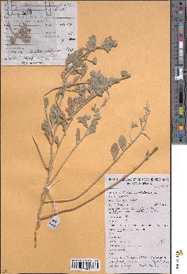spécimen de Morettia philaeana