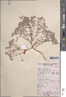 spécimen de Polycarpaea billei