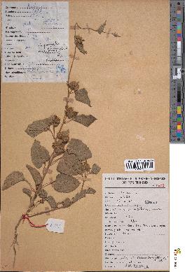 spécimen de Jacquemontia tamnifolia