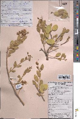spécimen de Cadaba mirabilis