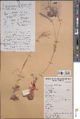 spécimen de Pancratium trianthum