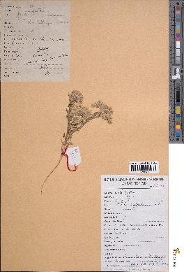 spécimen de Ammodaucus leucotrichus