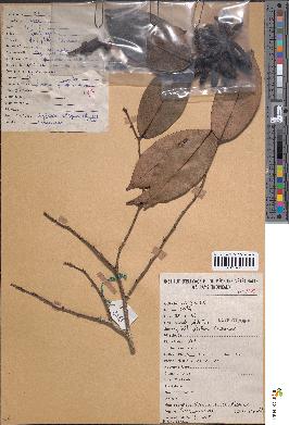 spécimen de Xylopia aethiopica