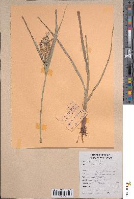 spécimen de Cyperus esculentus